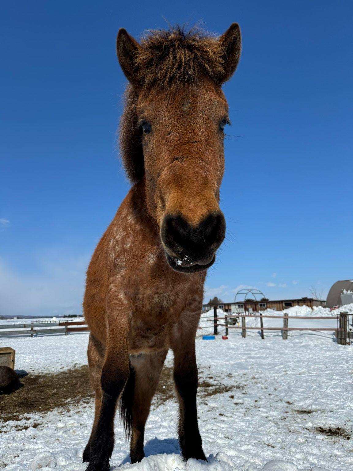アニマルフレンド