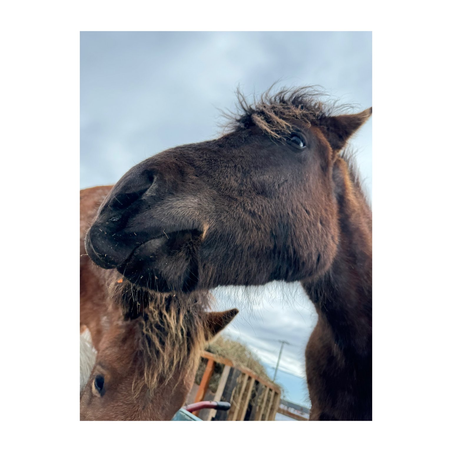 アニマルフレンド