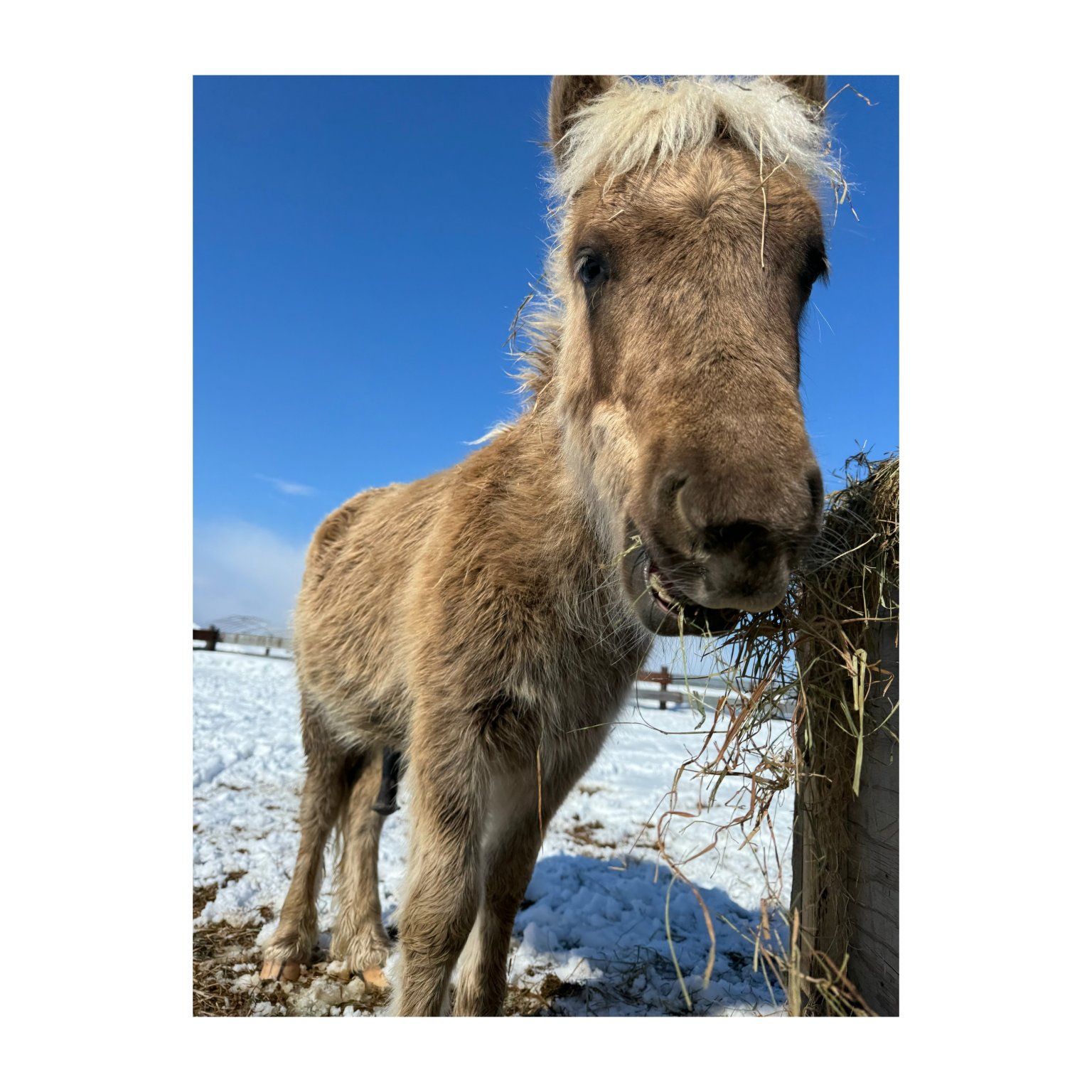 アニマルフレンド