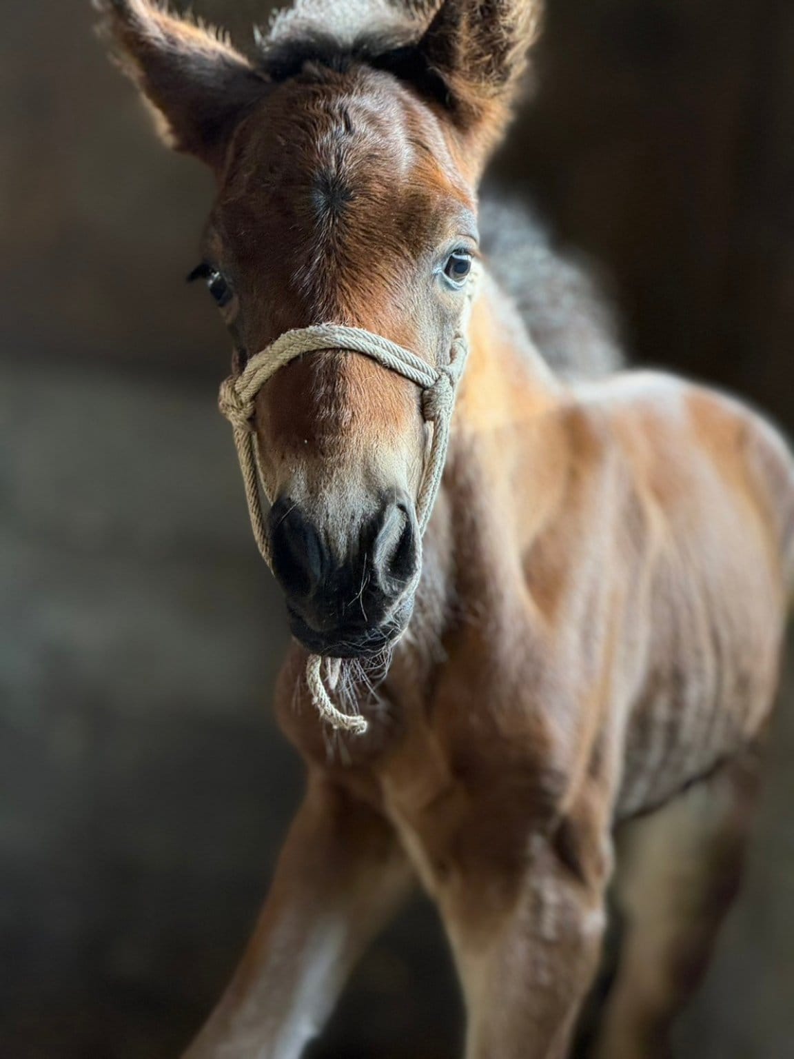 アニマルフレンド