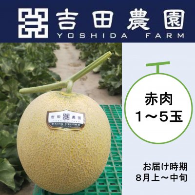 予約販売【１玉】赤肉メロン（栗山町吉田農園）