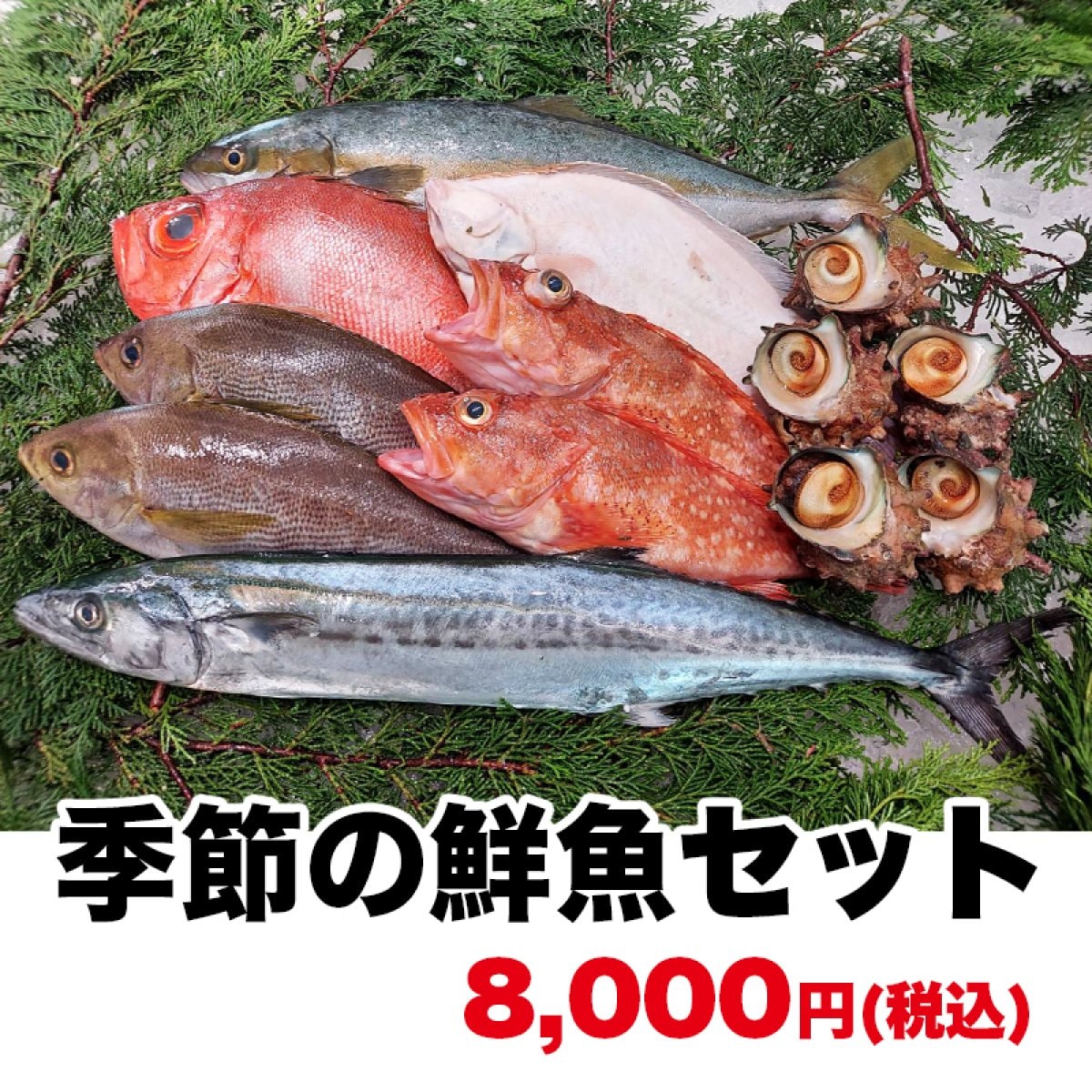 大満足★朝どれ!日本海の鮮魚セット/下処理もプロにお任せください！8000円