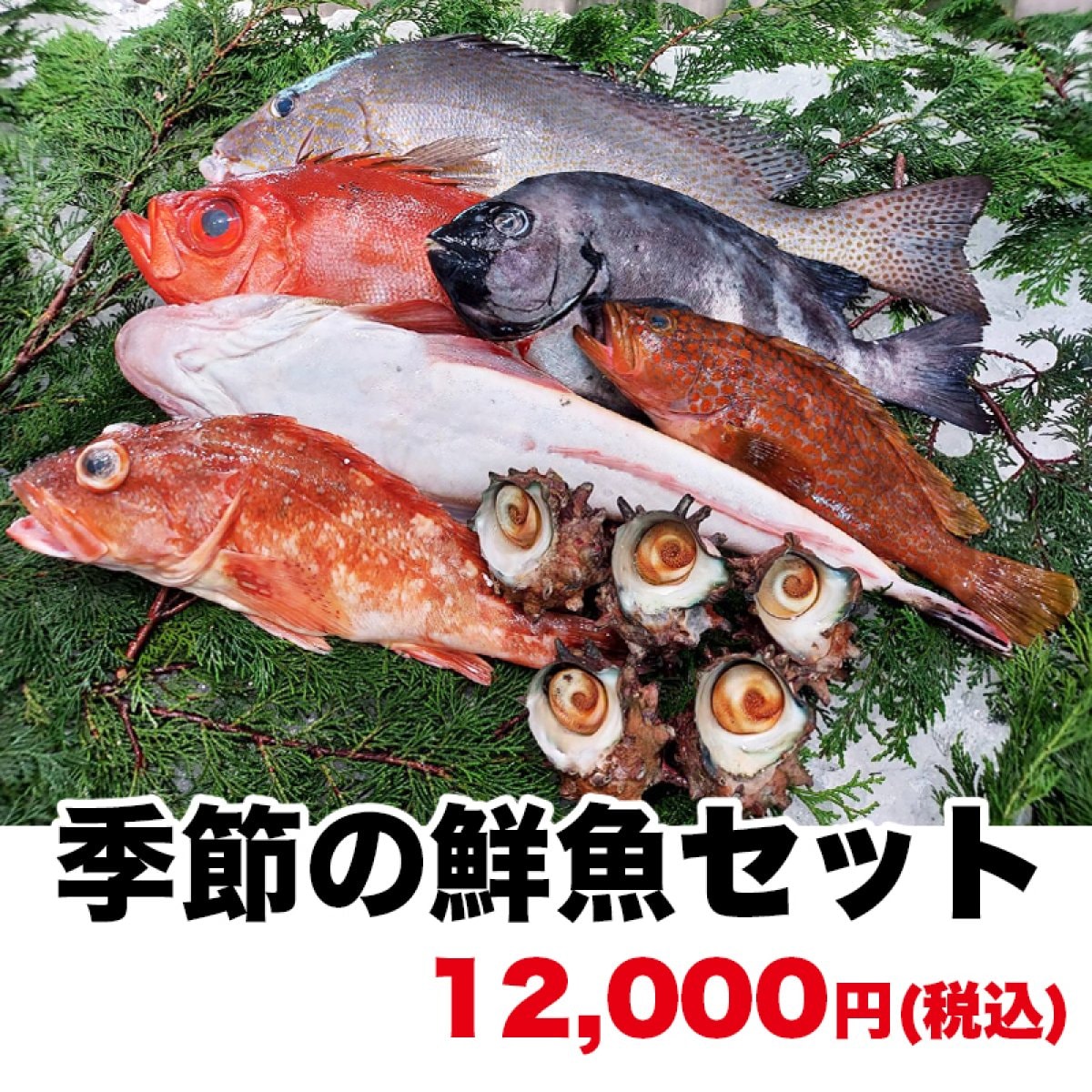 最高級!!朝どれ!日本海の鮮魚セット/下処理もプロにお任せください！12000円