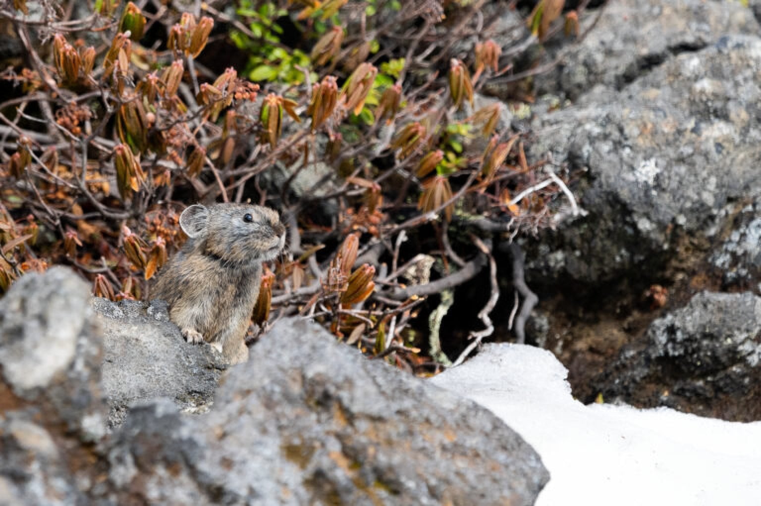 Wilde Life Wacthing Tour　〜ワイルドライフウォッチングツアー〜