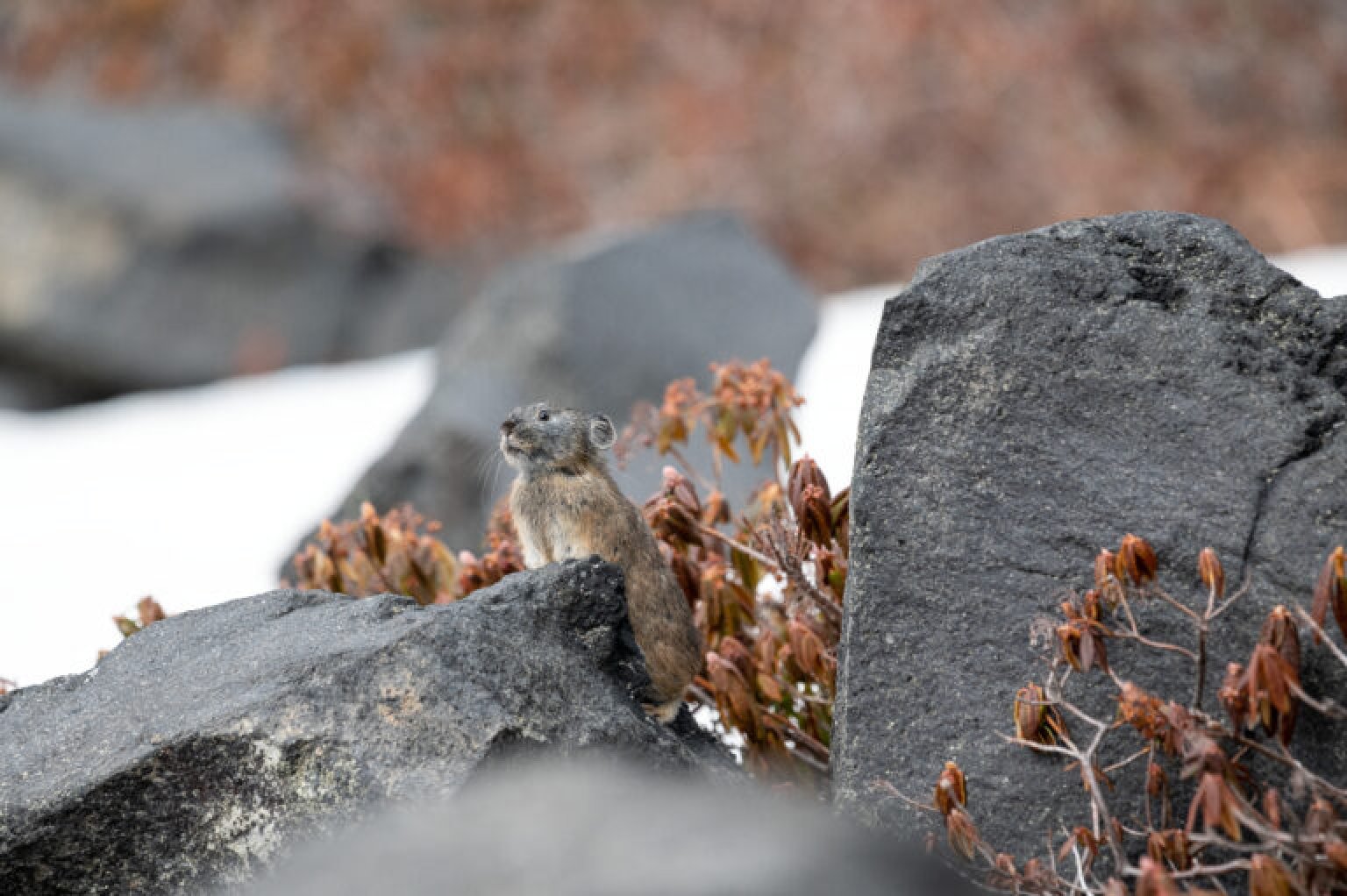 Wilde Life Wacthing Tour　〜ワイルドライフウォッチングツアー〜