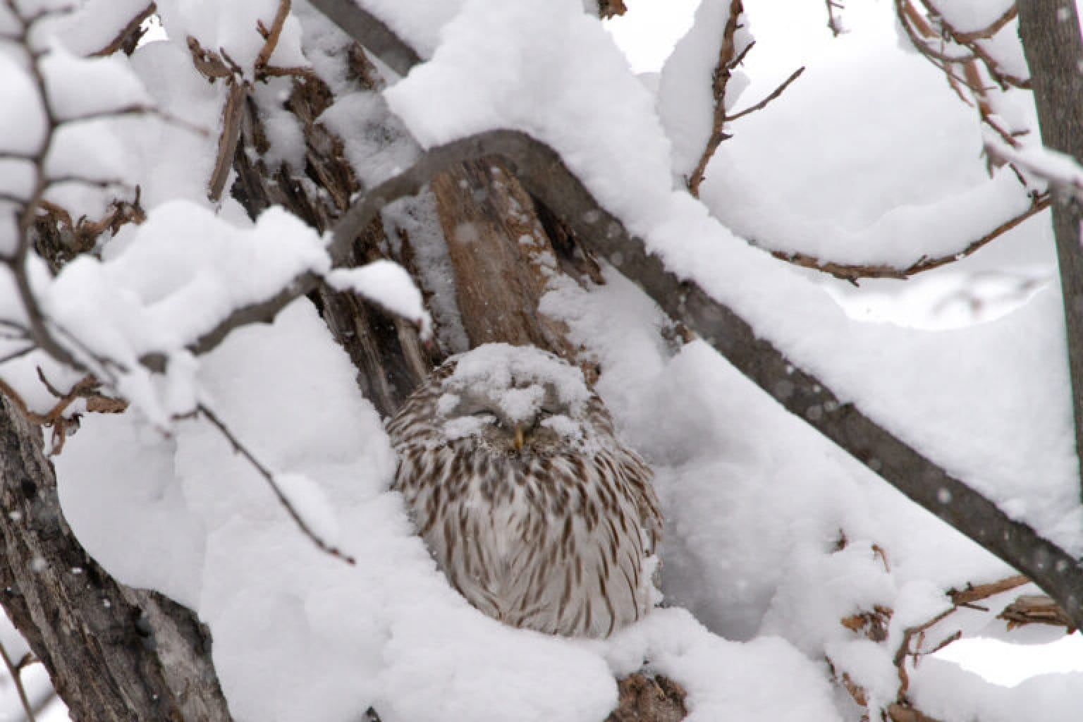 Wilde Life Wacthing Tour　〜ワイルドライフウォッチングツアー〜