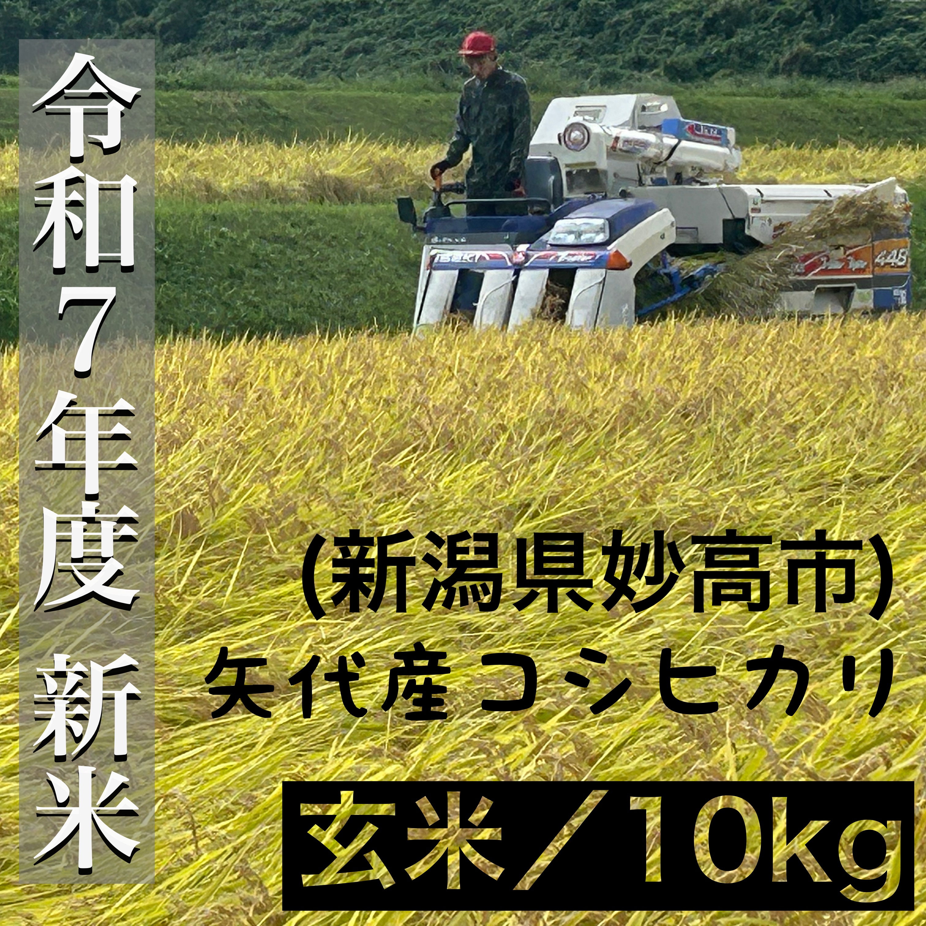 新米・令和7年度】矢代産コシヒカリ(新潟県 妙高市) 10kg(玄米)|新
