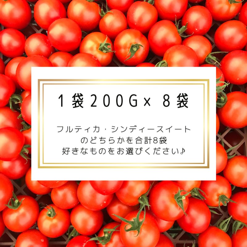 北海道産　中玉トマト　シンディースイート　約900g
