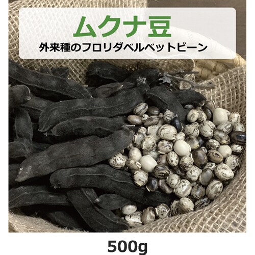 農薬不使用 黒ムクナ豆 15kg 【公式通販】