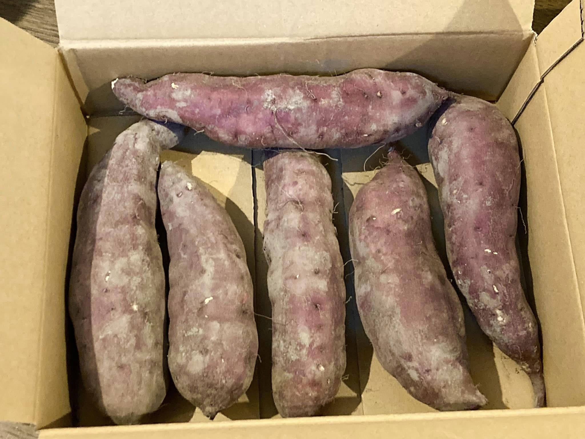 10月下旬から発送！由栗いもミニBOX【約1．5kg入り】高ポイント