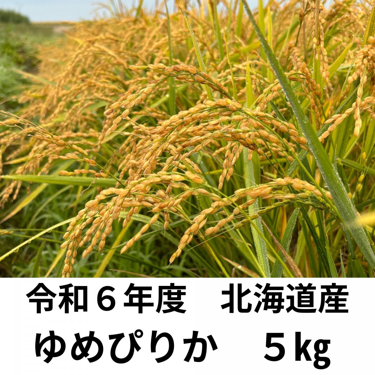 北海道産【ゆめぴりか】令和６年産　５㎏　白米