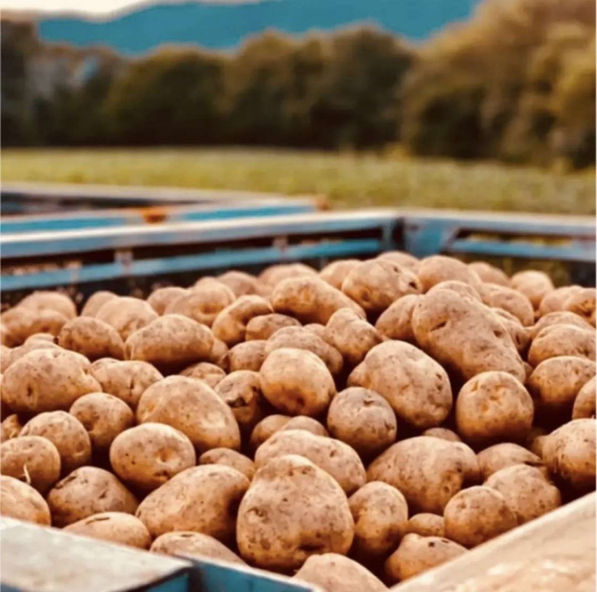 北海道 今金産 男爵芋 10キロ 北海道 今金産 男爵芋 10キロ