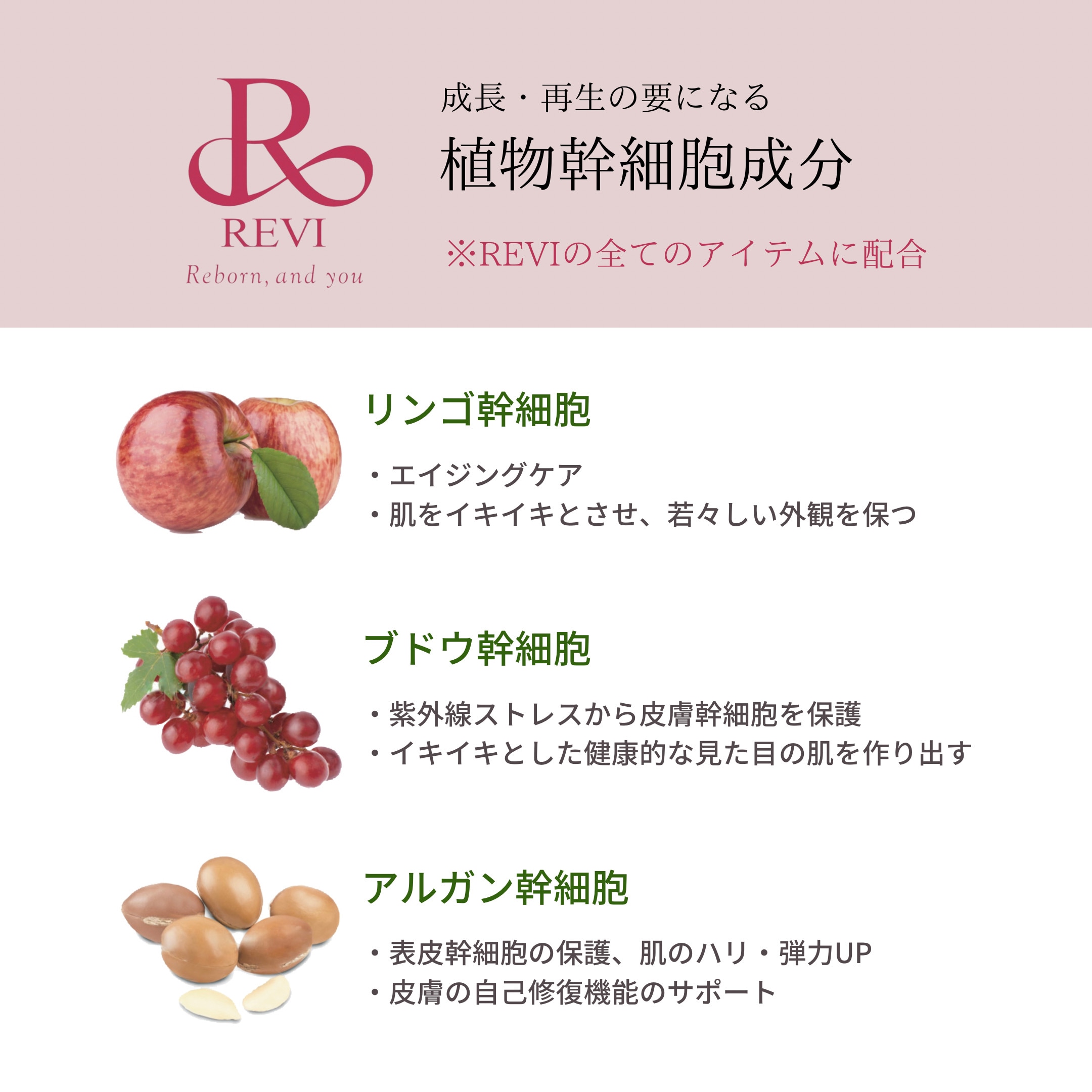 REVI パーフェクトモイストローション【敏感肌の方にも◎植物幹細胞で