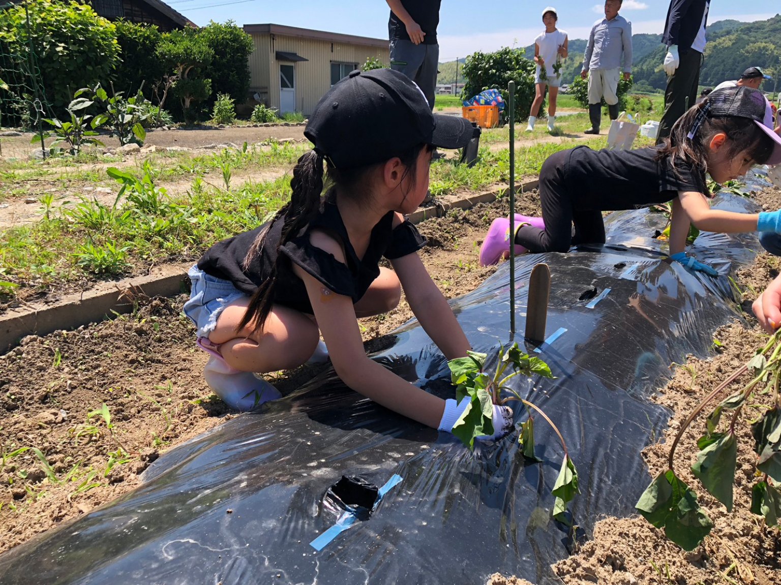 親子で植え付け＆収穫農業体験募集（限定10組）【玉ねぎ20個、ニンニク5個】《令和5年度産ひまわりの種から搾った多気の彩土里会特製「ひまわり油」プレゼント特典付き》