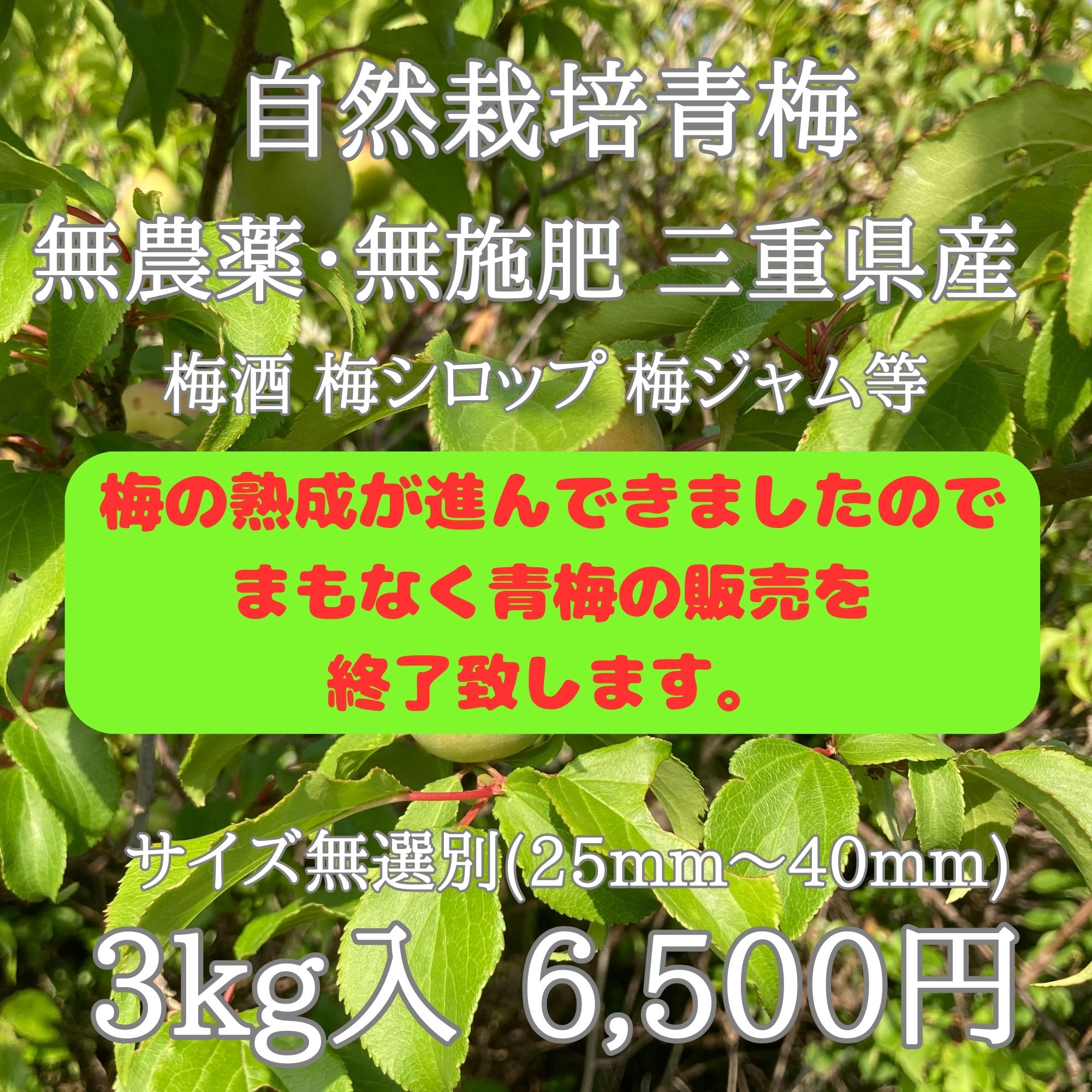青森県産農薬不使用青梅10キロ送料無料