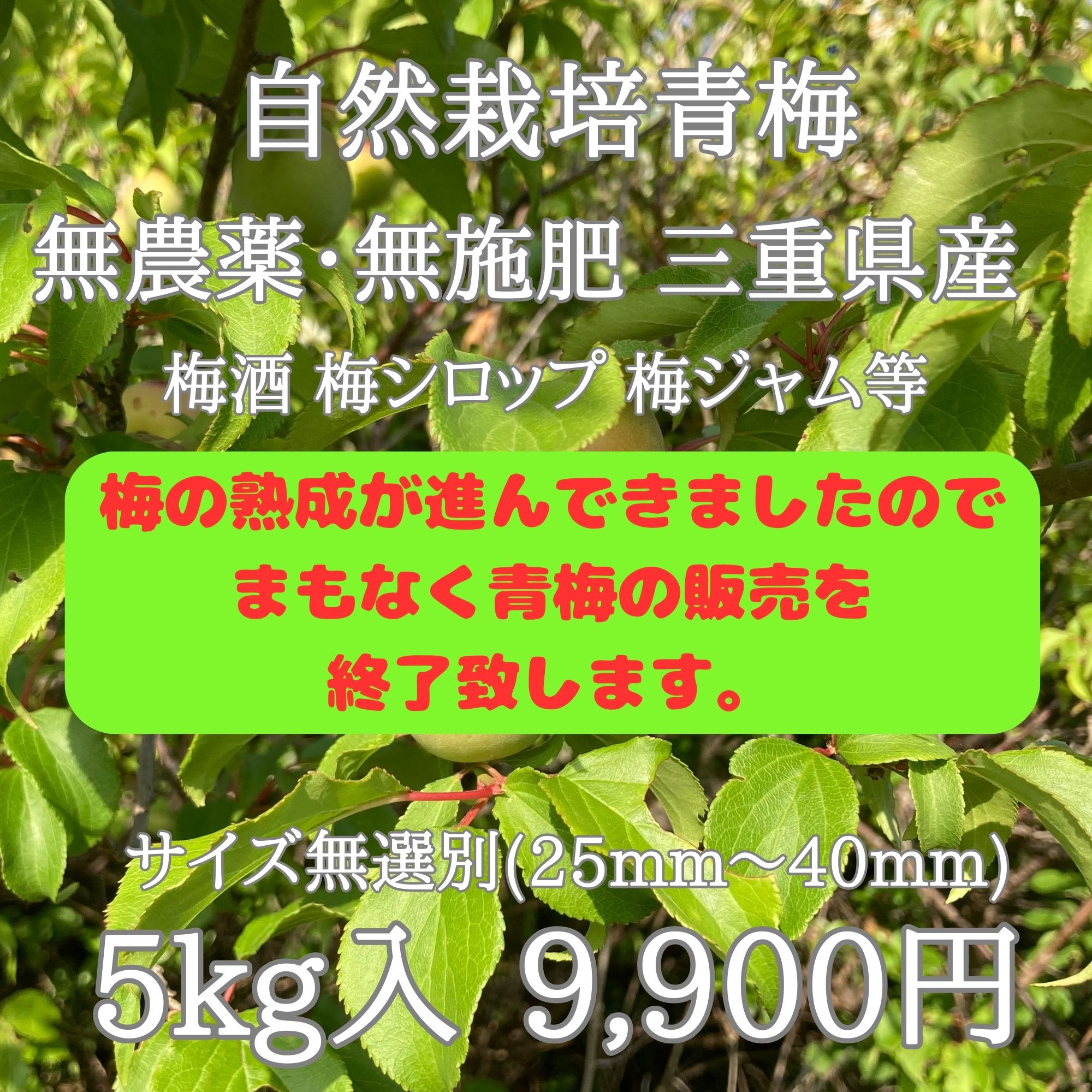 自然栽培青梅|5kg|無農薬・無施肥|サイズ無選別|三重県産|三重インフォ ｍａｒｃｈｅ（みえいんふぉまるしぇ）【三重県多気郡】 |  ツクツク!!!ファーム | 生産者さんが勢ぞろい！新鮮食材を直接お届け