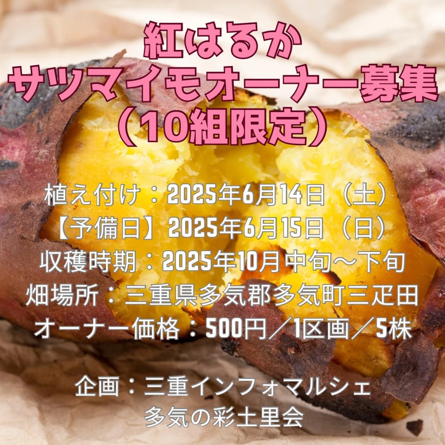 【2025年6月14日(土)開催】農薬不使用栽培『紅はるか』サツマイモオーナー募集 （限定10組）