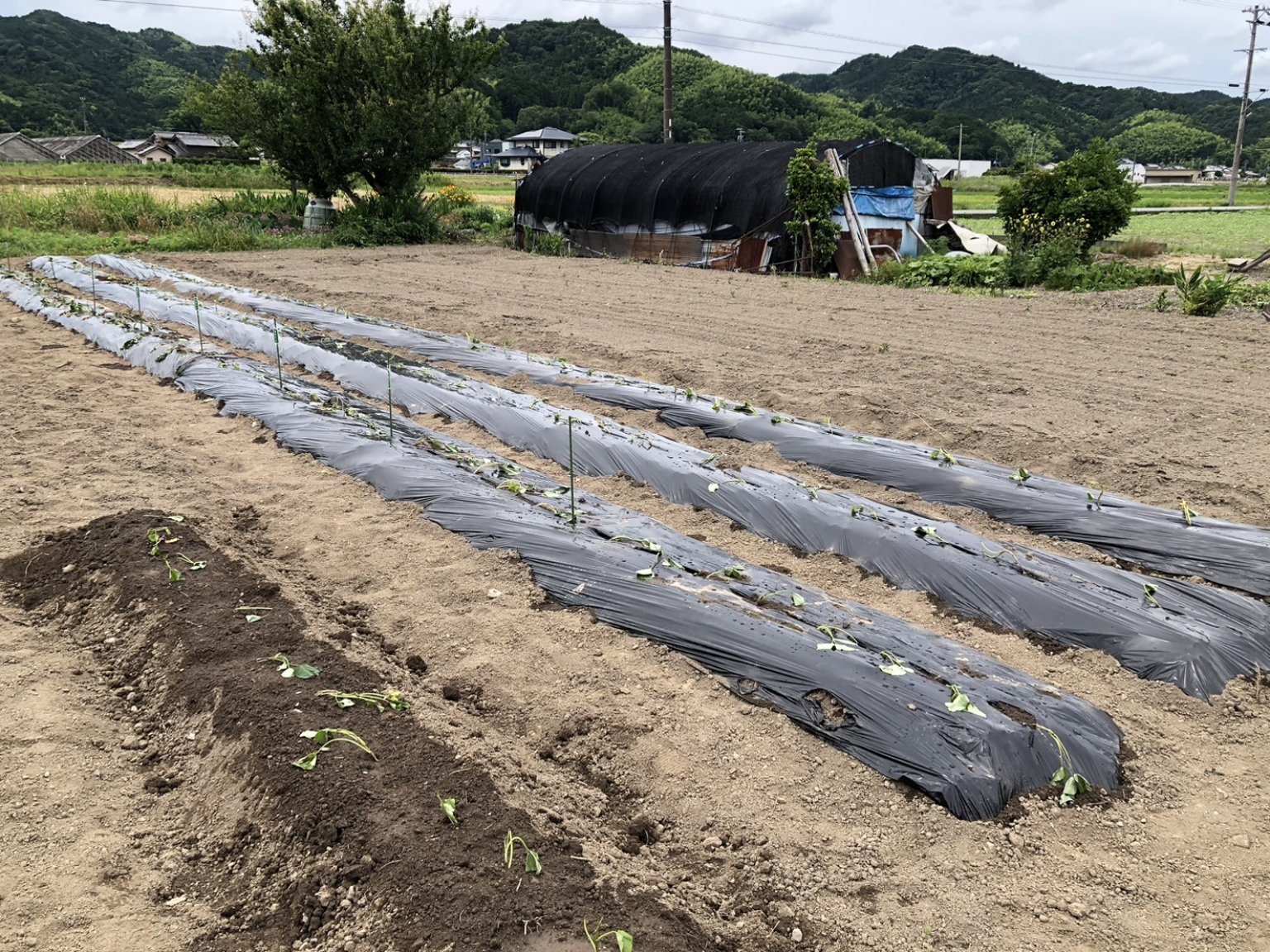 【2025年6月14日(土)開催】農薬不使用栽培『紅はるか』サツマイモオーナー募集 （限定10組）