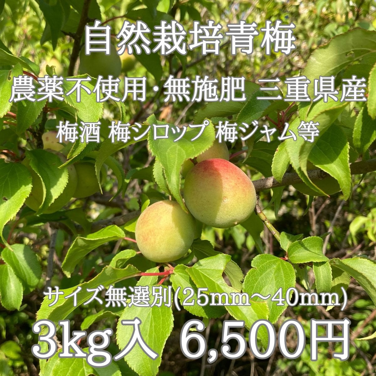 予約販売|自然栽培青梅|3kg|農薬不使用・無施肥|サイズ無選別|三重県産