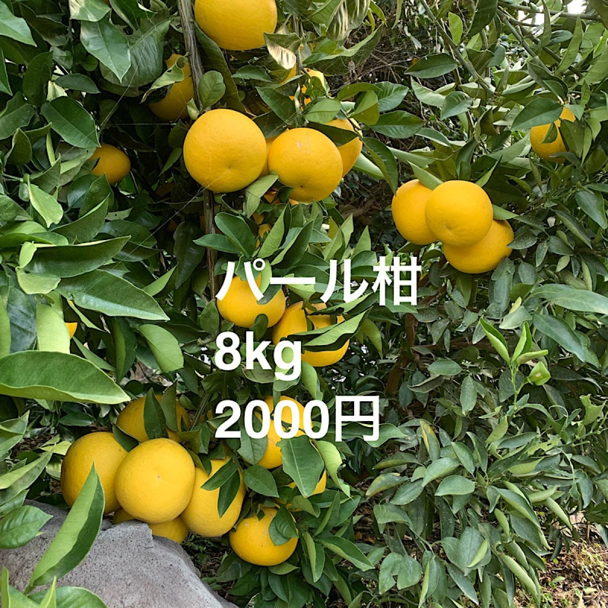 パール柑　熊本県産　玉名市産　天水町産　柑橘