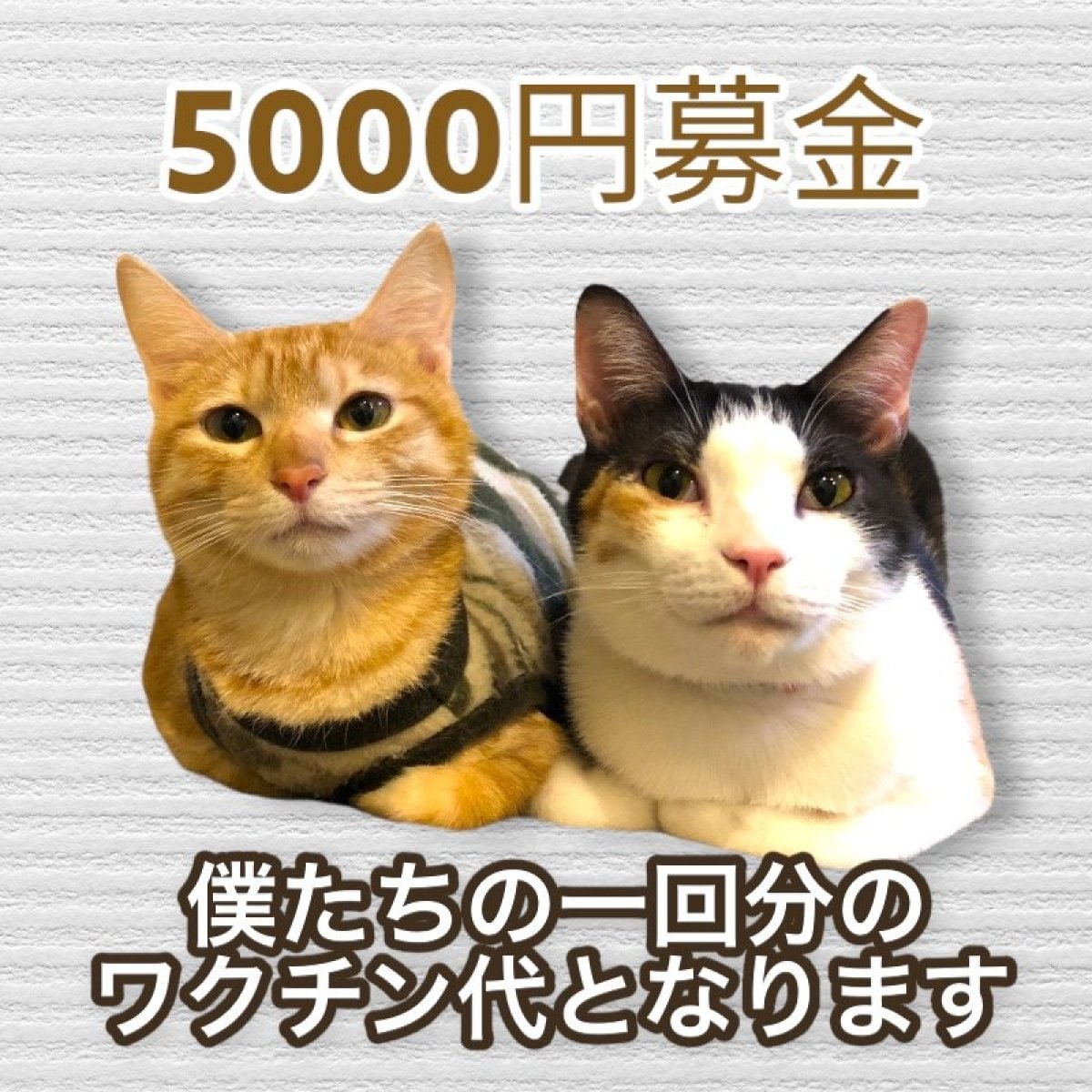 【猫カフェコロン】保護猫のためのワクチン代5000円