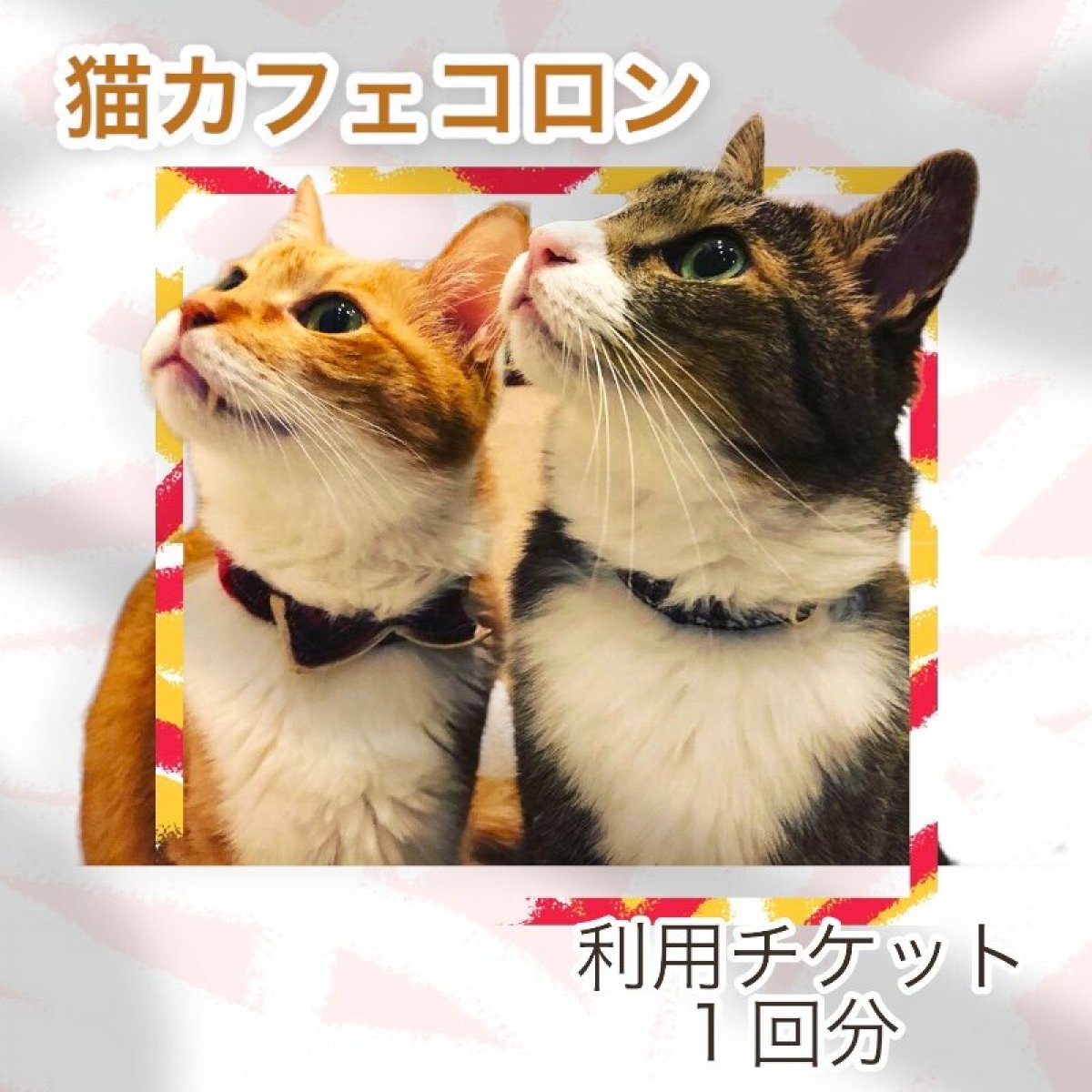 【猫カフェコロン利用チケット１】佐賀県にある保護猫カフェコロンの利用チケット◆「１０分延長」か「猫のおやつプレゼント」の特典が選べます◆
