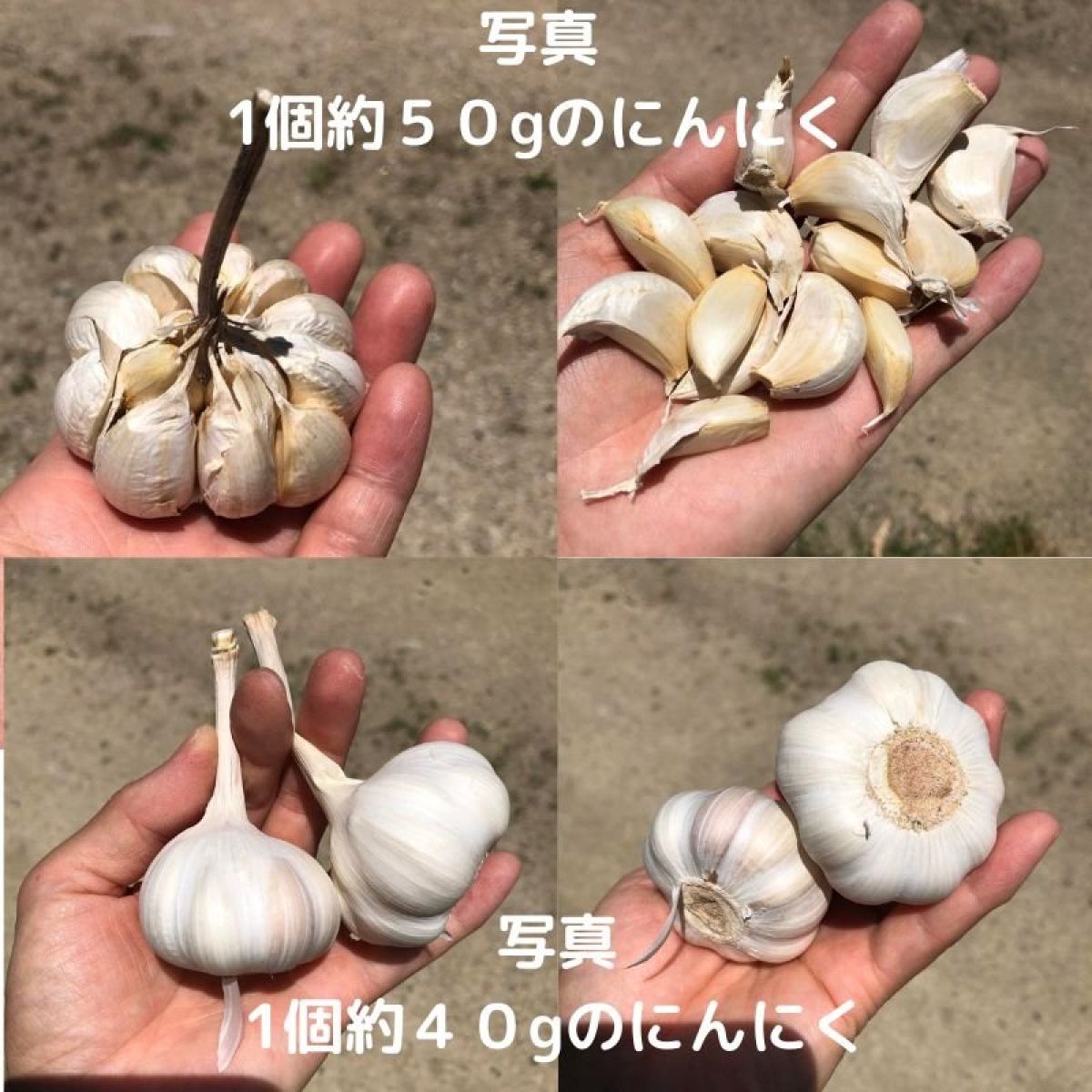 にんにく>1Kg/三和町産/農薬不使用|和香 | ツクツク!!!ファーム