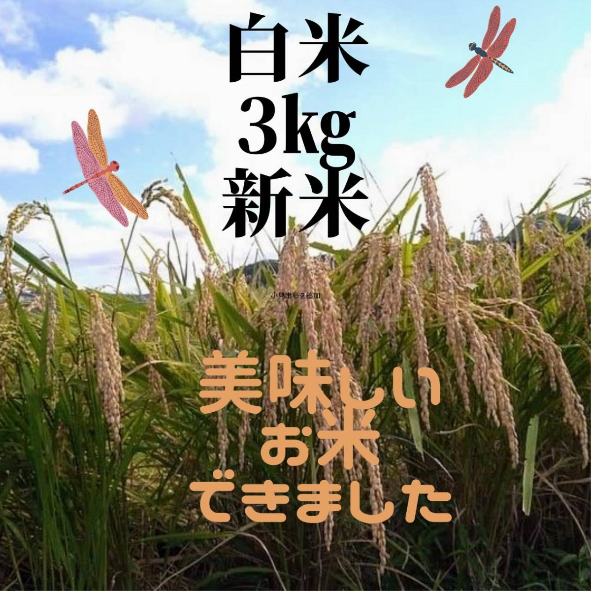 白米3kg令和４年茨城県産コシヒカリ・農薬不使用/笠間茶屋の新米