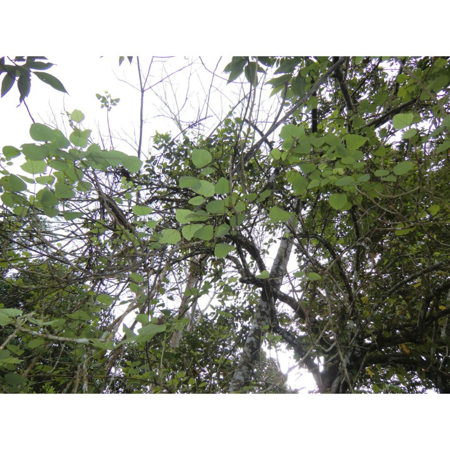 Aromatherii (アロマテリ）7月26日「ブラジルの薬草文化に学ぶSDGsな生活」【Zoomセミナー／録画配信あり】