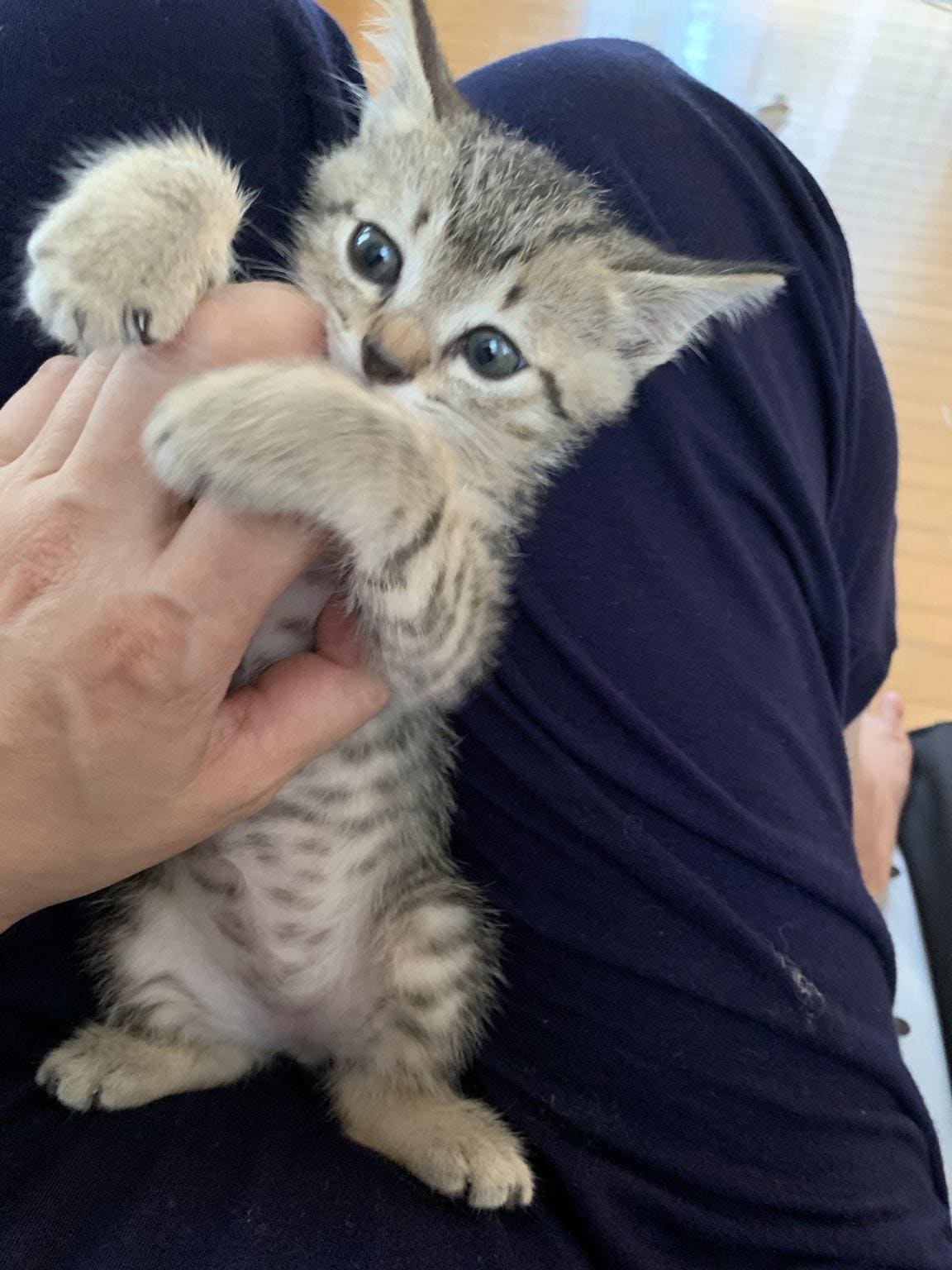 保護猫活動応援チケット
