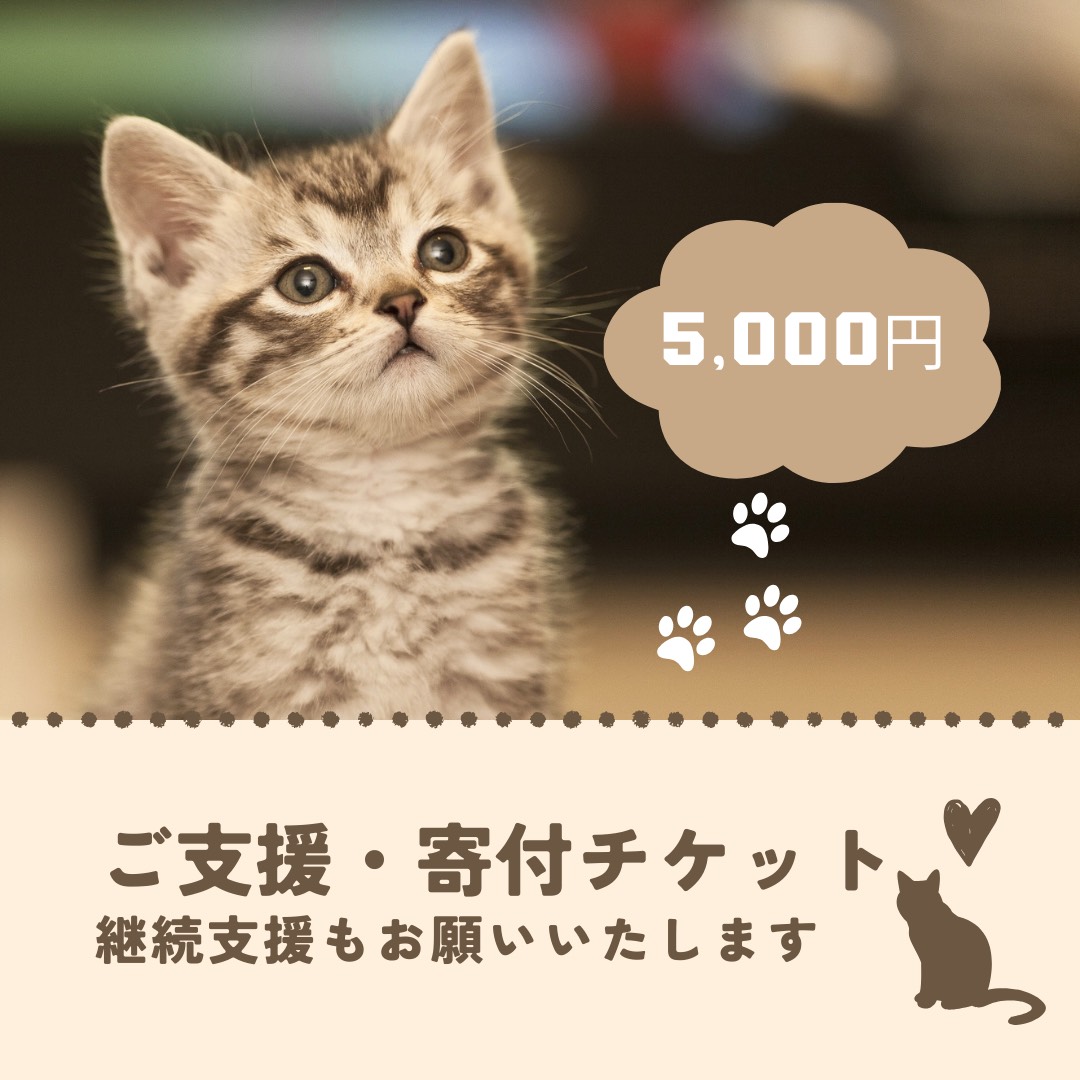 保護猫活動応援チケット - withsmile