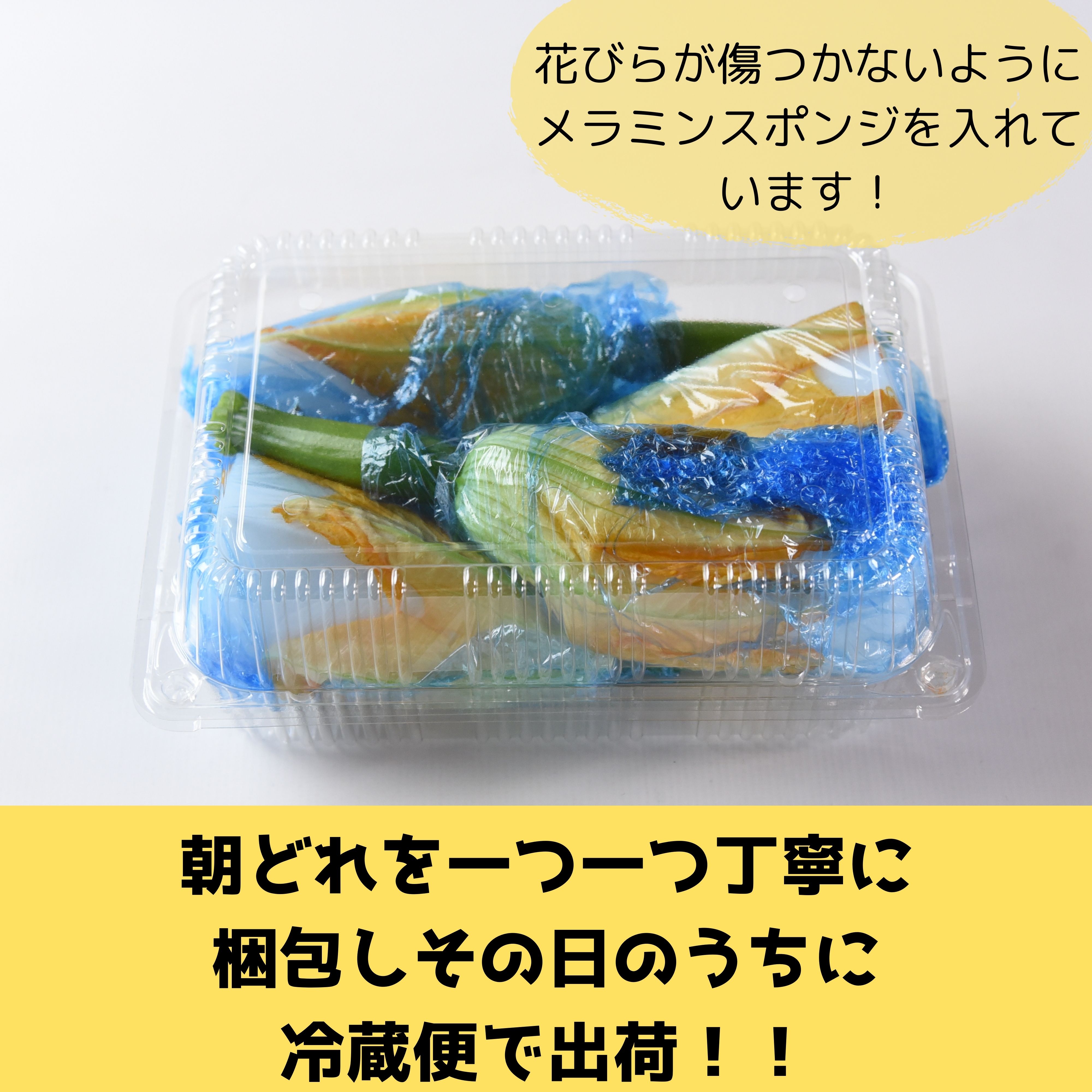 送料無料】花ズッキーニ(8本入り)あなたにズッキーニ 宮崎産