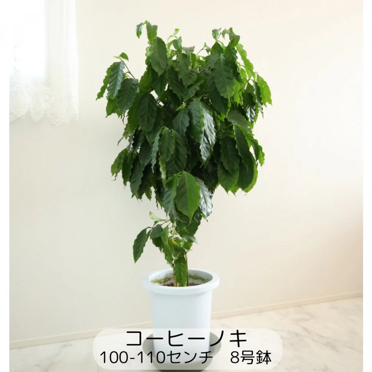 観葉植物【コーヒーノキ】手軽さNO1‼ 100⁻110センチ 8号鉢 中型 大型