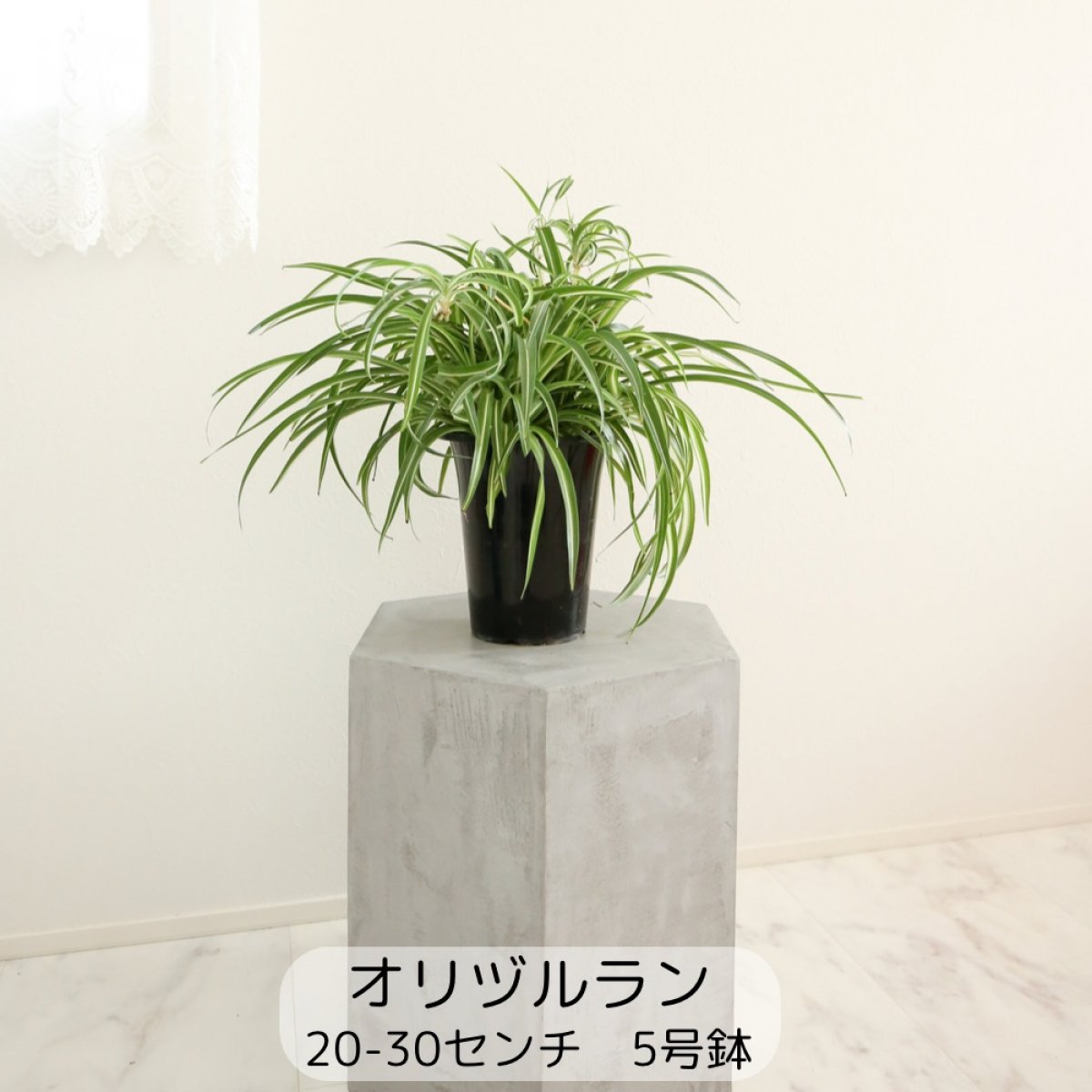 観葉植物【オリヅルラン】縁起が良い‼ 20⁻30センチ 5号鉢 中型 大型