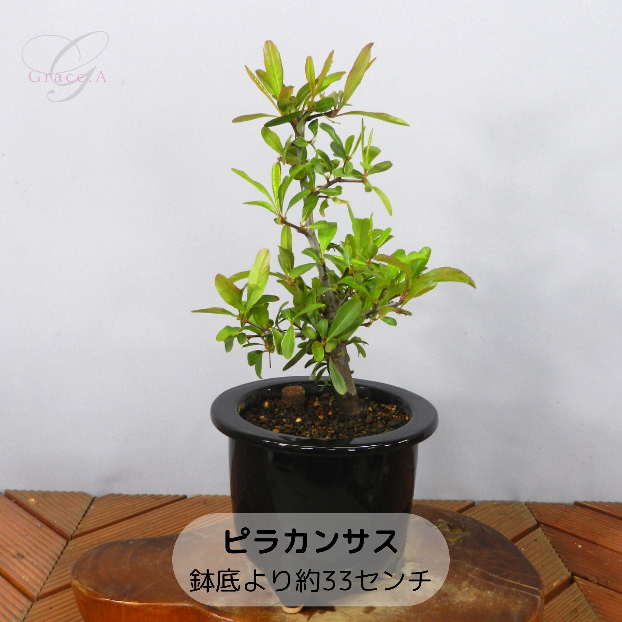 値下げしました。ピラカンサ大品盆栽 根張り最高 【公式通販】