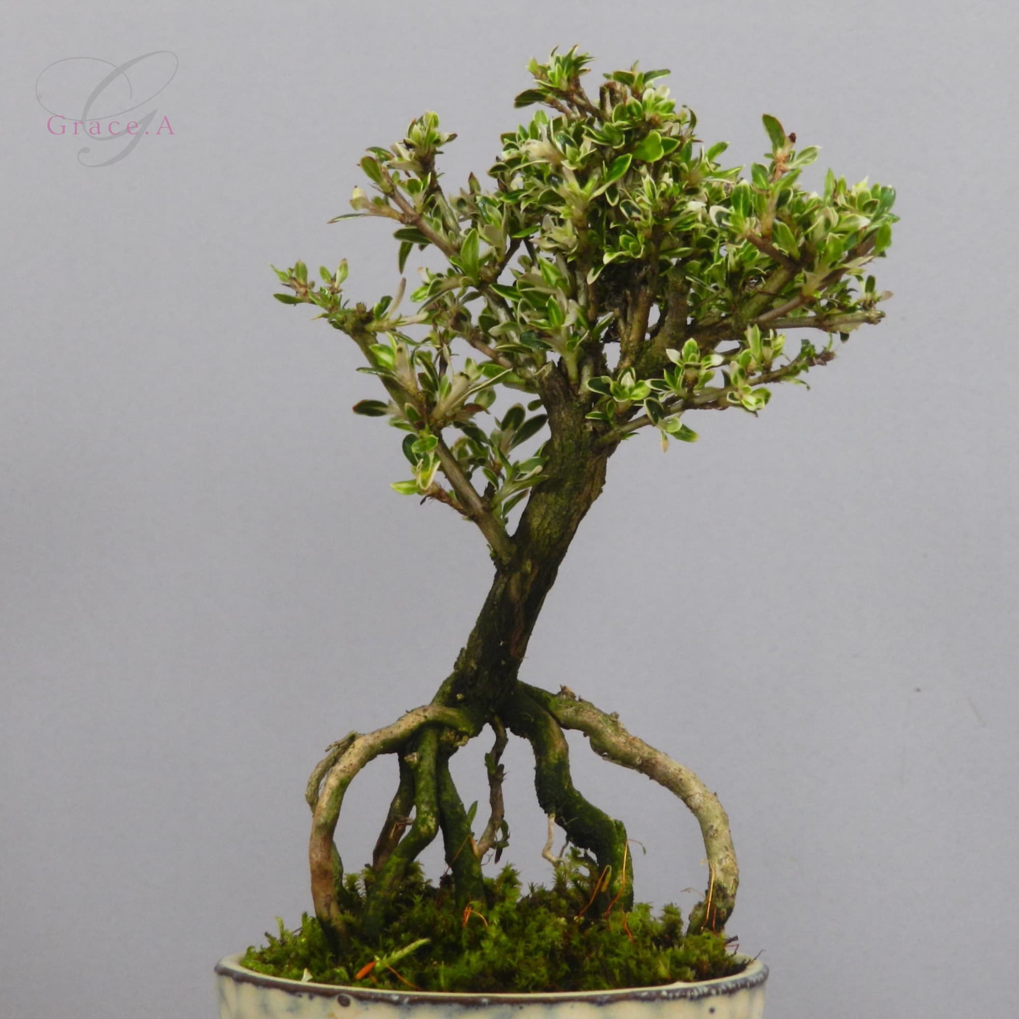 盆栽色々25個 皐月盆栽 白馬 25年生 67 【公式通販】