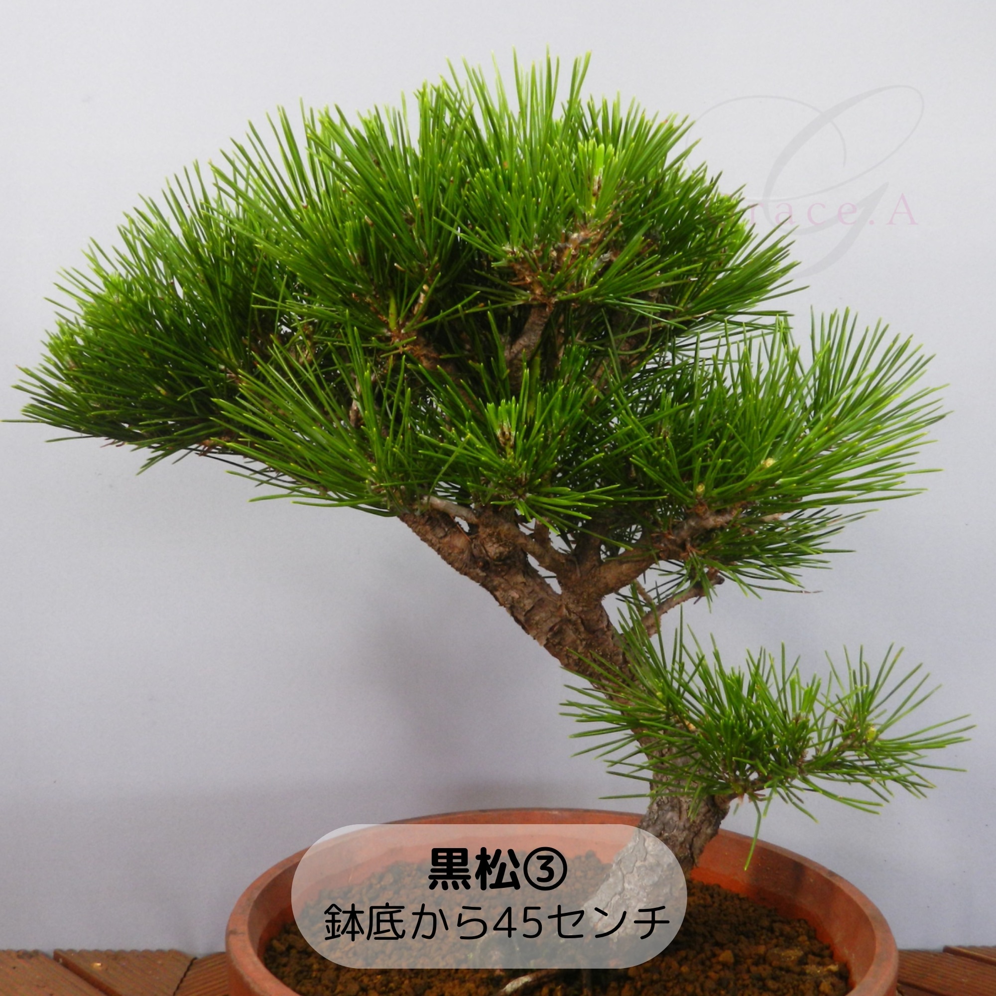 盆栽【黒松】③ 鉢底から45センチ 盆栽の王道‼ 不老長寿の象徴‼＜送料  