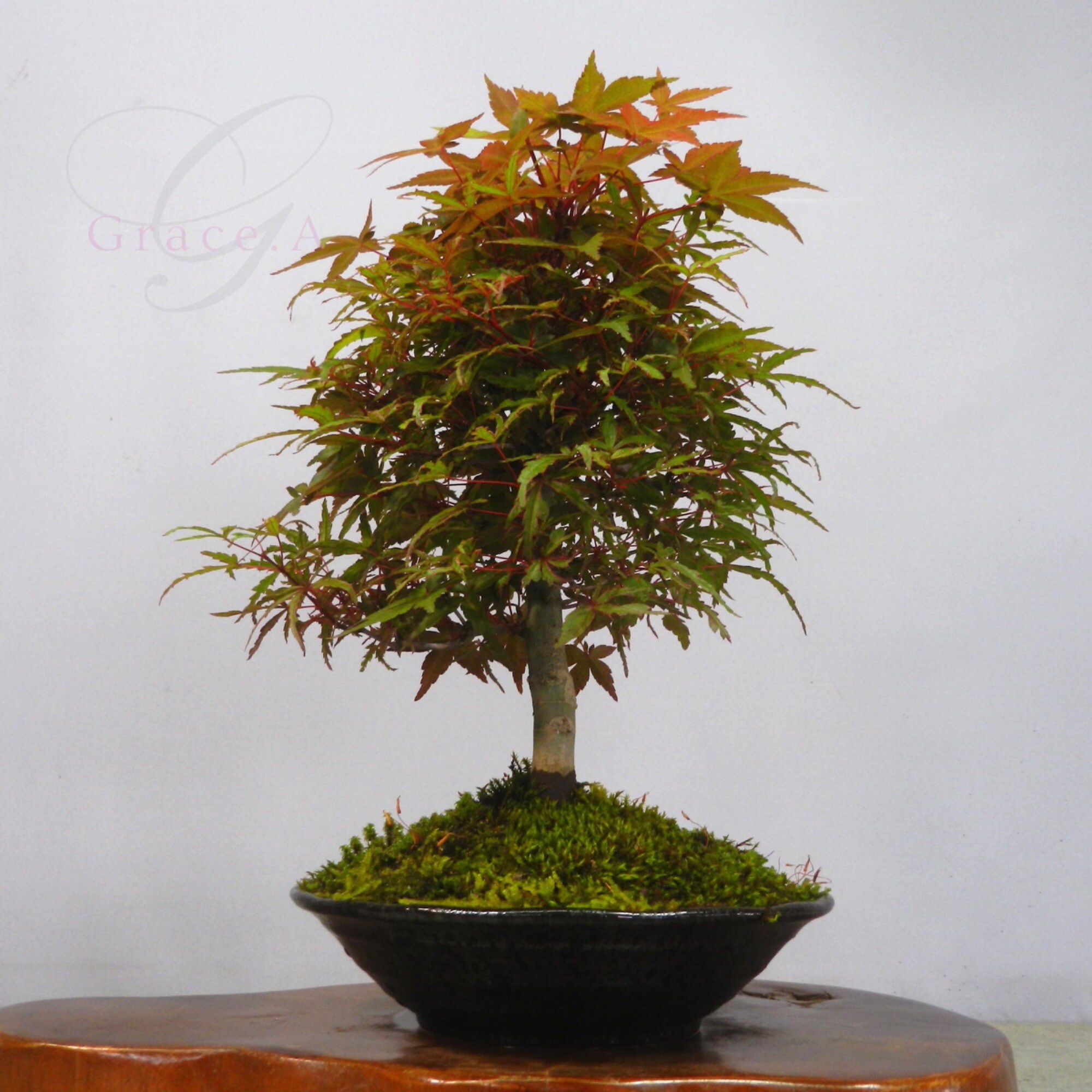 ❷ 虹紅葉　鉢一個 楽天市場】盆栽 南天 ナンテン 炭化焼締 丸鉢 鉢 作家 真山茜