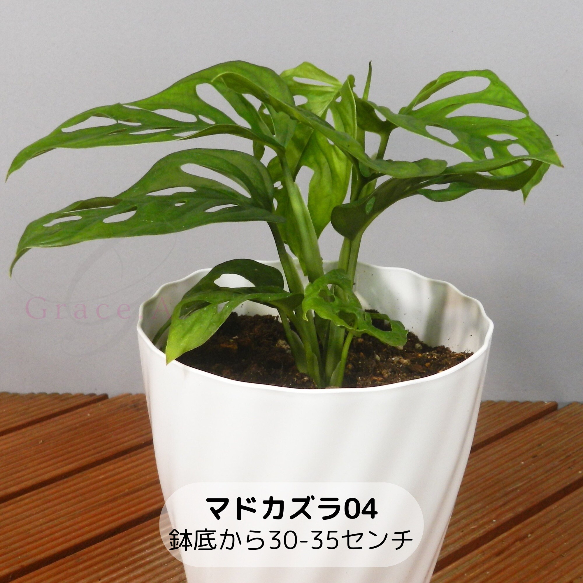 観葉植物【マドカズラ】04 鉢底から30-35センチ 5号鉢 個性的でユニークな葉っぱが特徴‼ おしゃれなインテリアグリーン‼〈送料無料〉