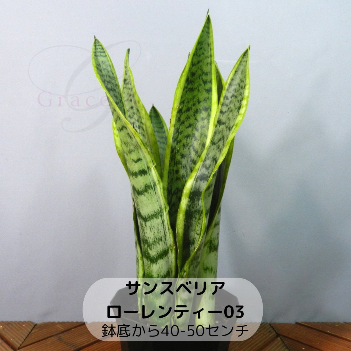 観葉植物【サンスベリア/ローレンティー】03 鉢底から40-50センチ 5号鉢 マイナスイオンを発生‼ 「虎の尾」の愛称です‼〈送料無料〉