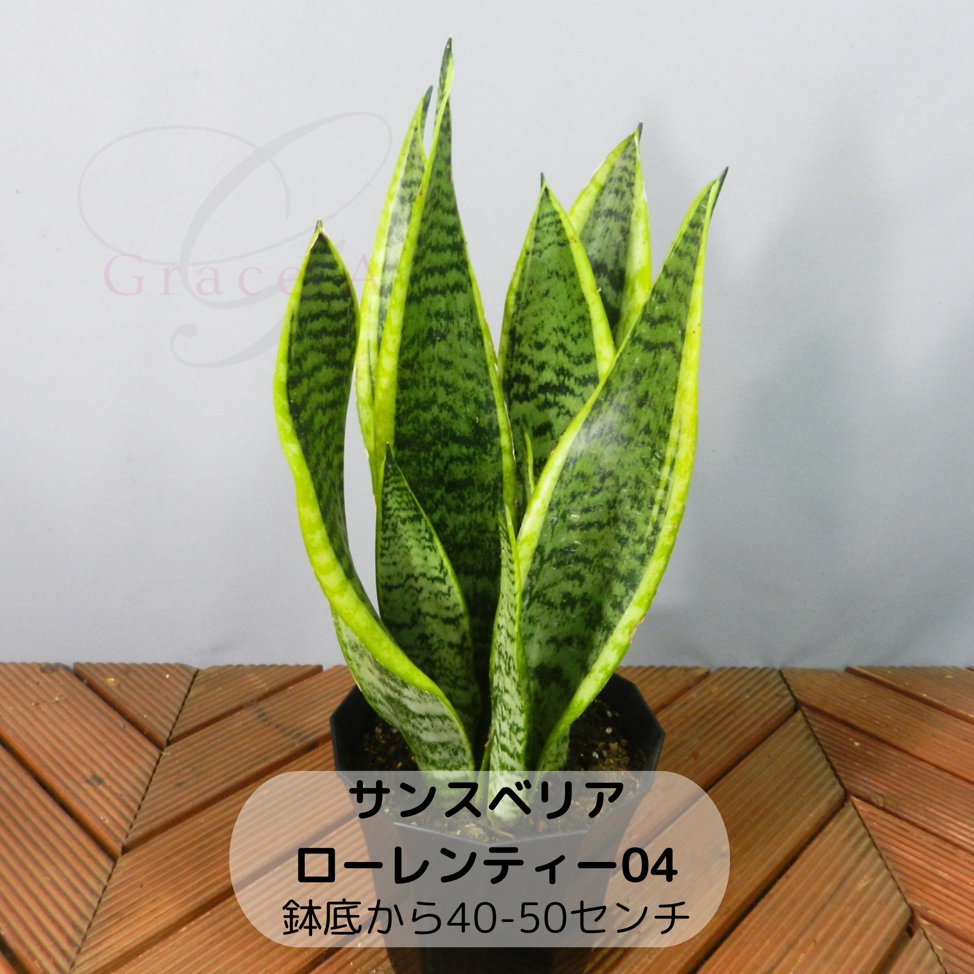 観葉植物【サンスベリア/ローレンティー】04 鉢底から40-50センチ 5号鉢 マイナスイオンを発生‼ 「虎の尾」の愛称です‼〈送料無料〉