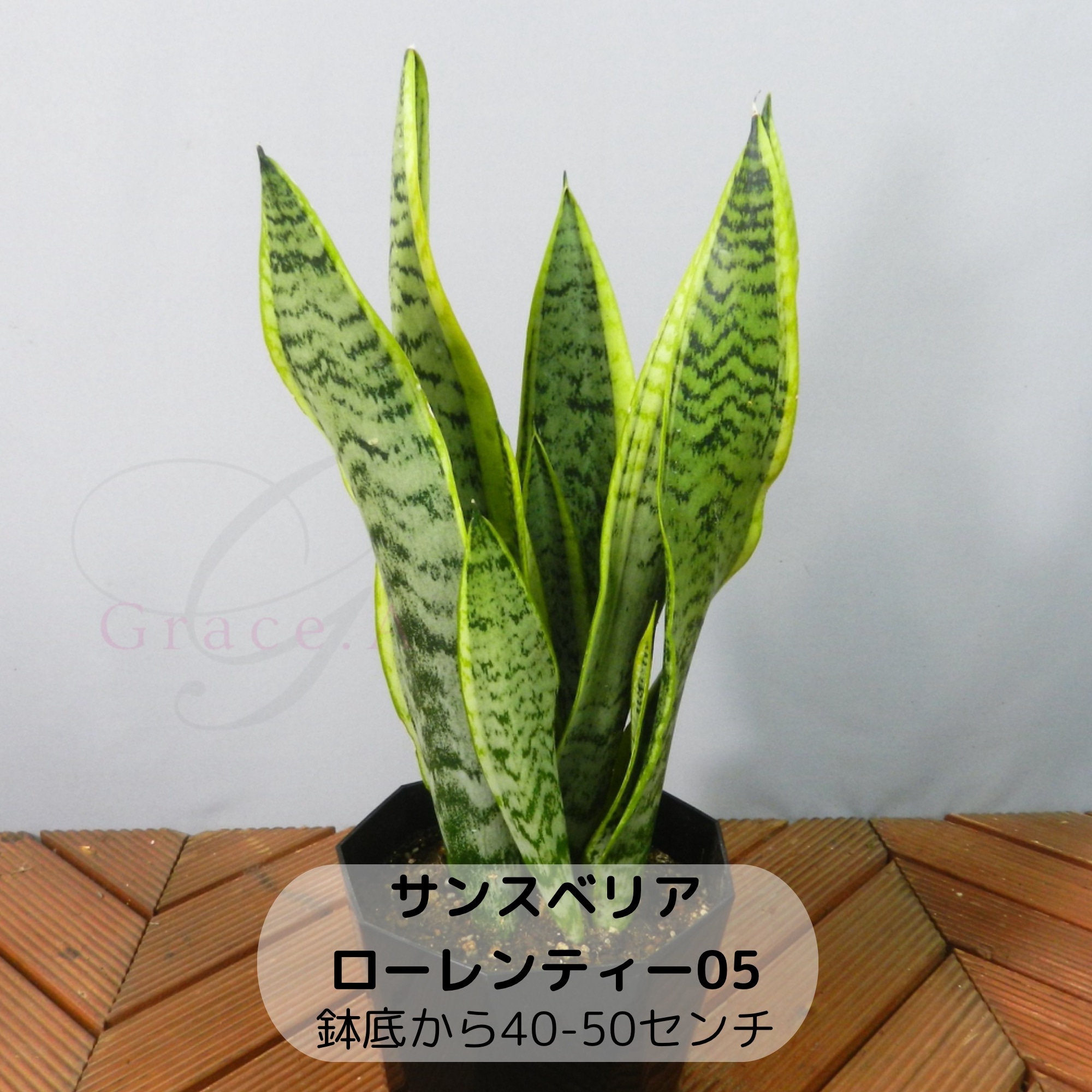 観葉植物【サンスベリア/ローレンティー】05 鉢底から40-50センチ 5号鉢 マイナスイオンを発生‼ 「虎の尾」の愛称です‼〈送料無料〉