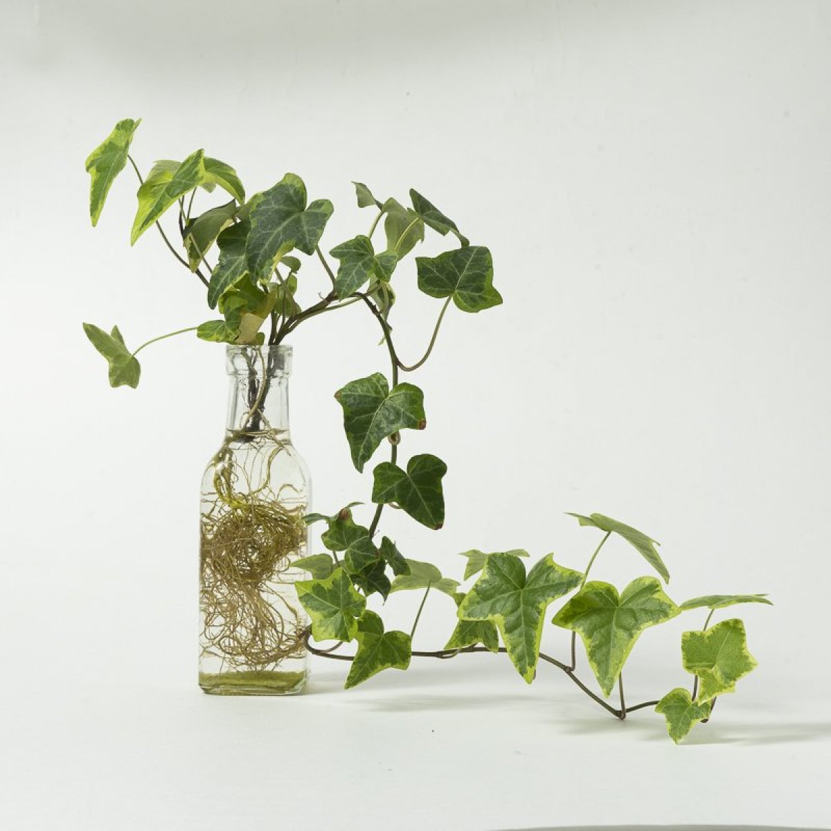 ECサイト商品撮影（8商品以内）