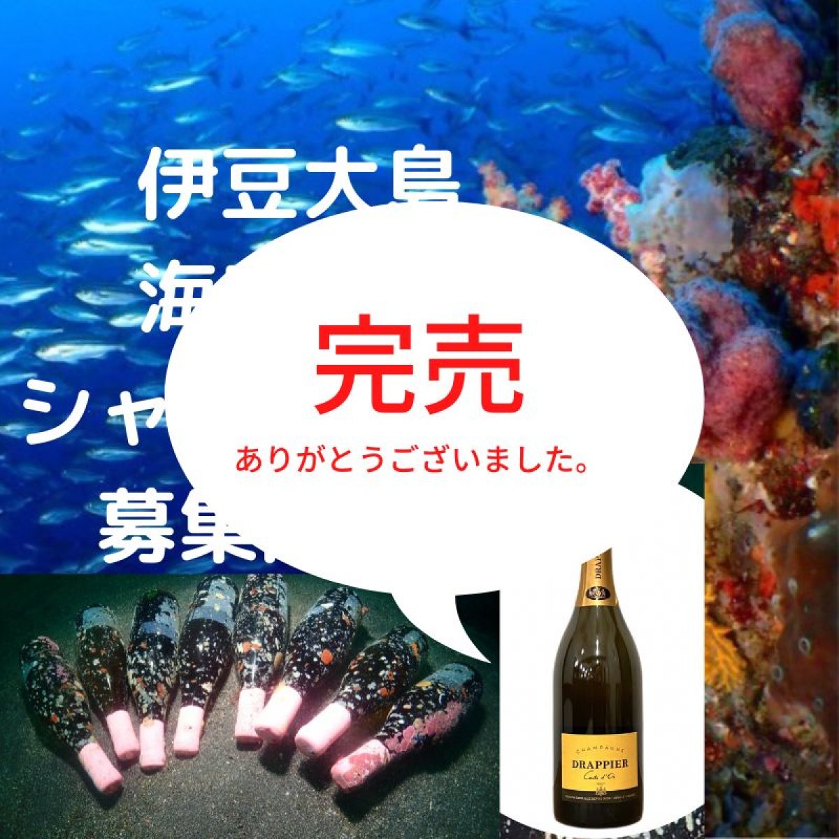 海底熟成ワイン募集開始！伊豆大島の海底で1年間熟成させたシャンパーニュ・ドラピエ（750ml ）を飲んでみませんか？