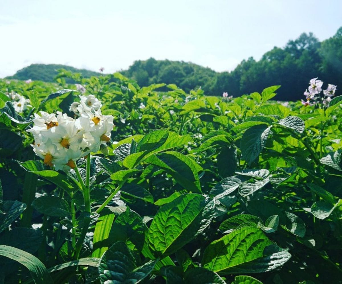 高林農園視察チケット