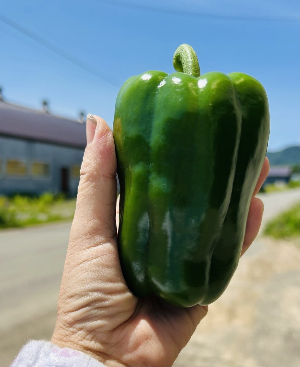 【期間限定】(大きなみどり)カラーピーマン/1.3キロ(13個前後)