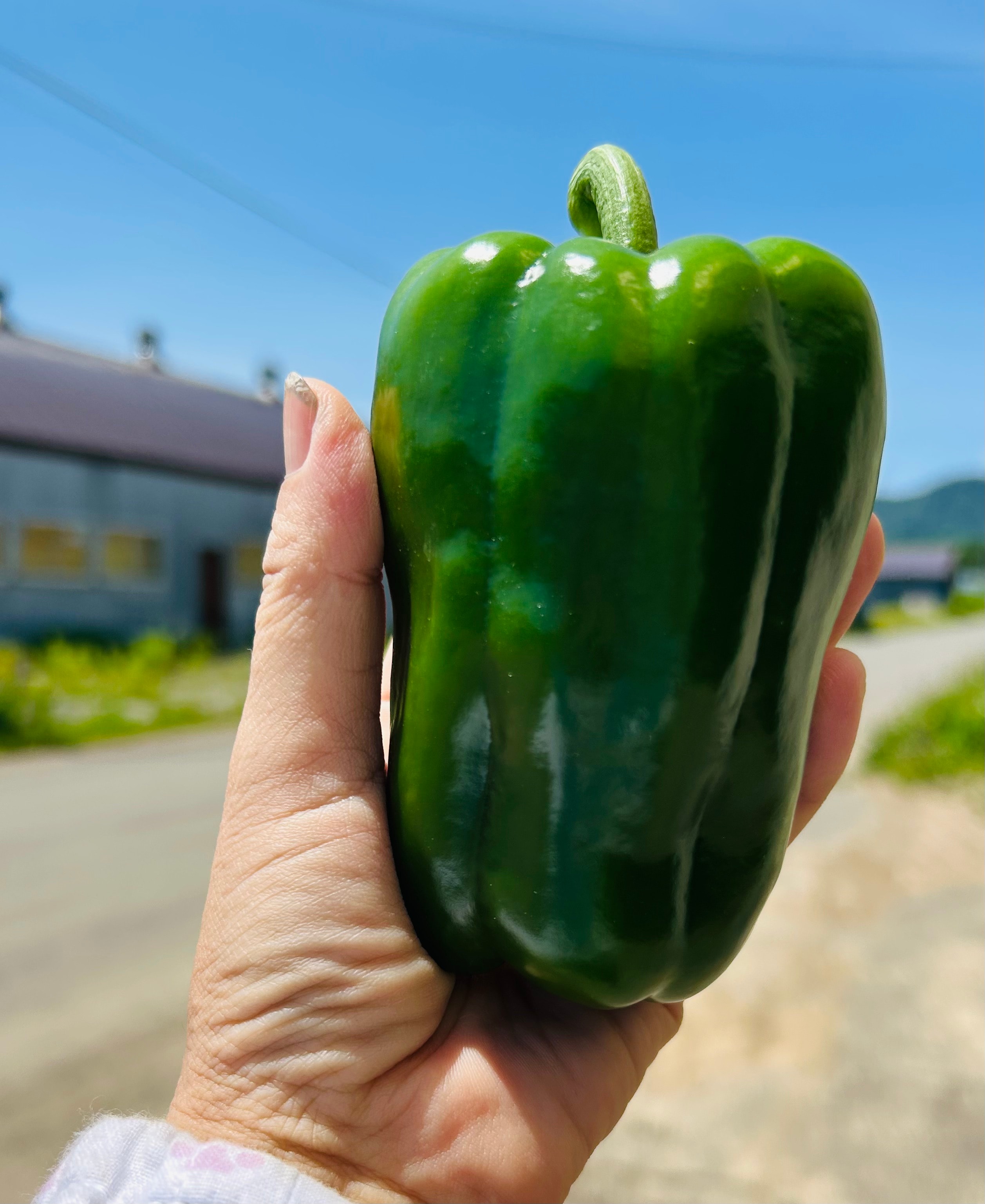 期間限定】(大きなみどり)カラーピーマン/1.3キロ(13個前後)|ファーム