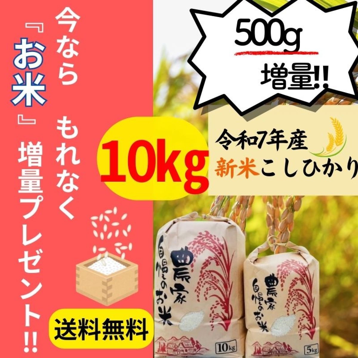 【新米コシヒカリ販売】 令和7年産 新米コシヒカリ　10㎏　送料無料　白米・玄米・無洗米
