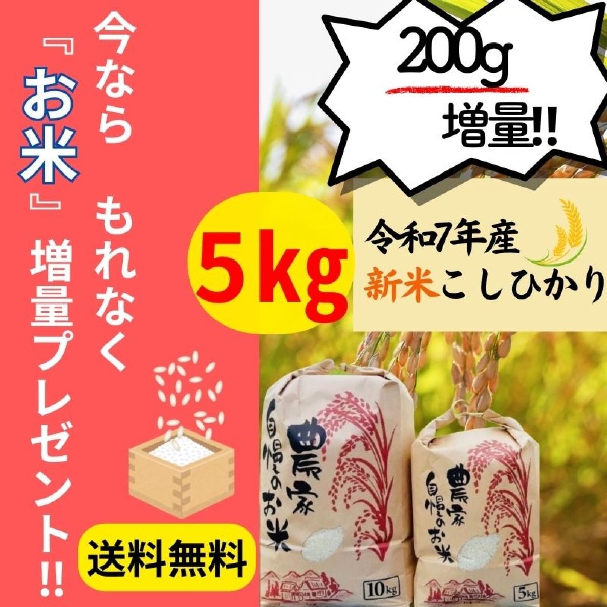 【新米コシヒカリ販売】令和7年産 新米コシヒカリ　5kg　 送料無料　白米・玄米・無洗米