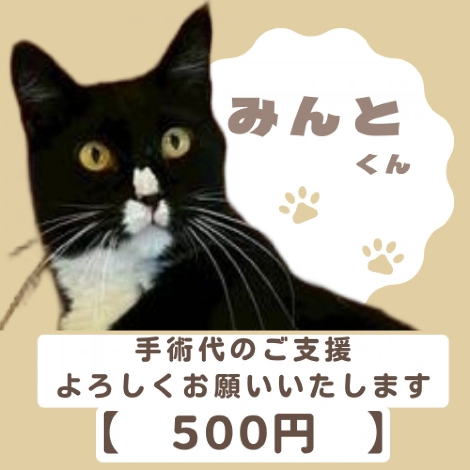 三重県【保護猫カフェ ねこ達のいえ】